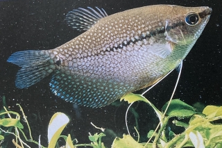 Trichogaster leeri ou gourami mosaïque femelle.
